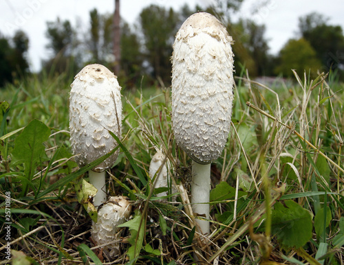 Champignon_5