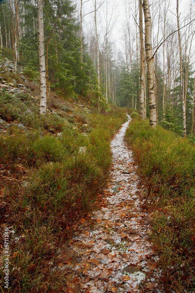 Naklejka premium forest