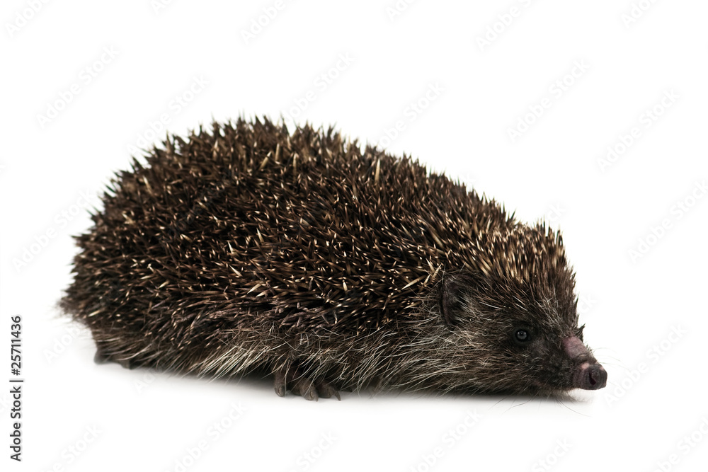 hedgehog hedgehog