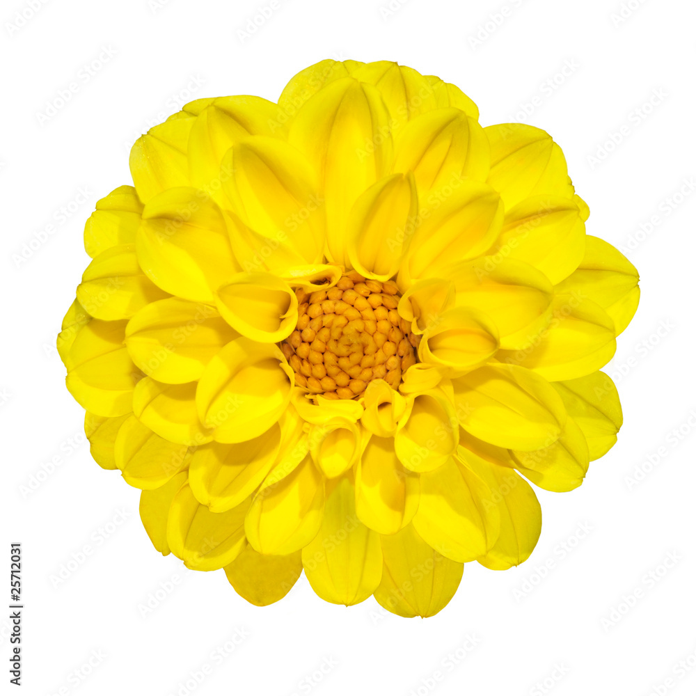 Yellow Dahlia Flower Isolated on White Yellow Dahlia Flower Isolated on White