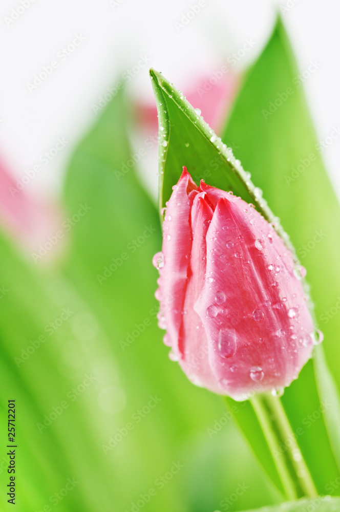 Naklejka premium tulip