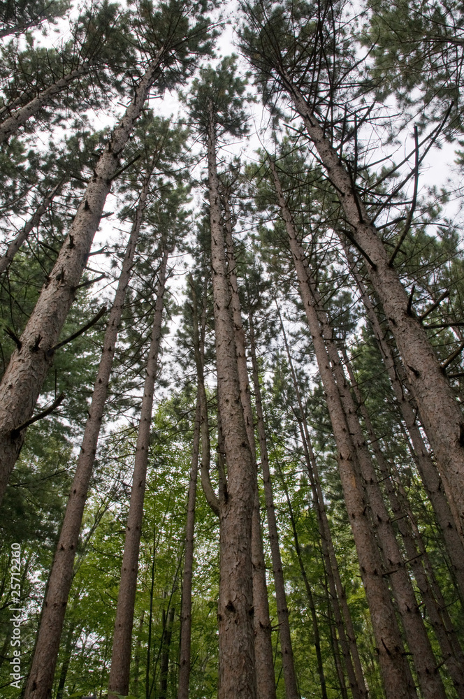 Fototapeta premium Tall trees background