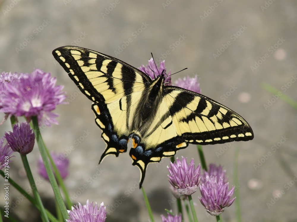 Obraz premium swallowtail butterfly