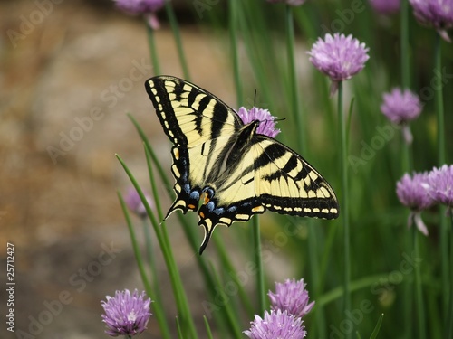Fotografía swallowtail butterfly