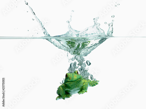Frosch Wasser 2