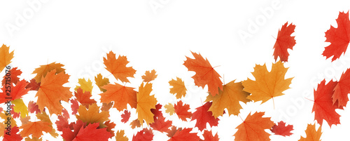 Feuilles d'automne 4