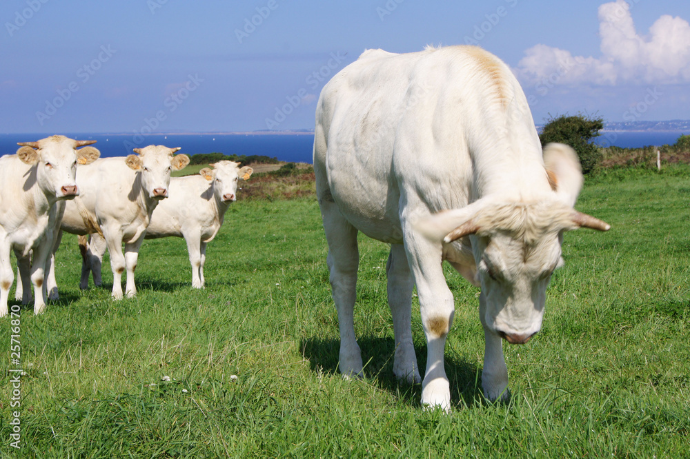 Fototapeta premium SONY DSC