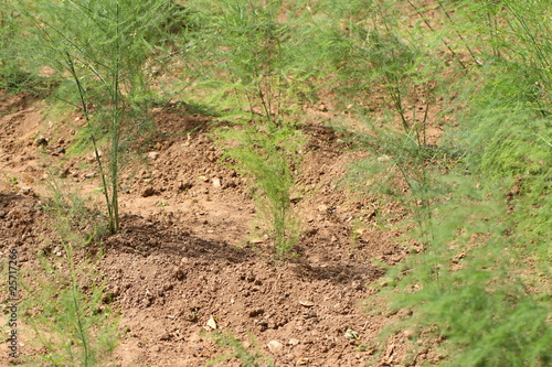 Wallpaper Mural Asperges Torontodigital.ca