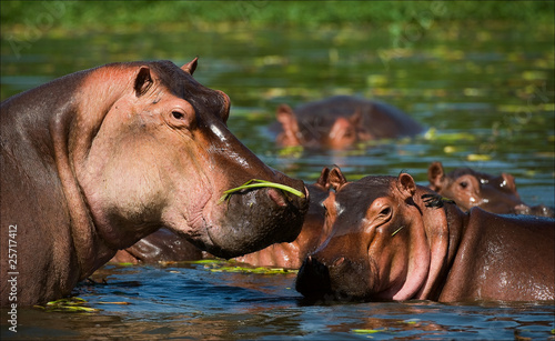 Hippopotamus in a bog.