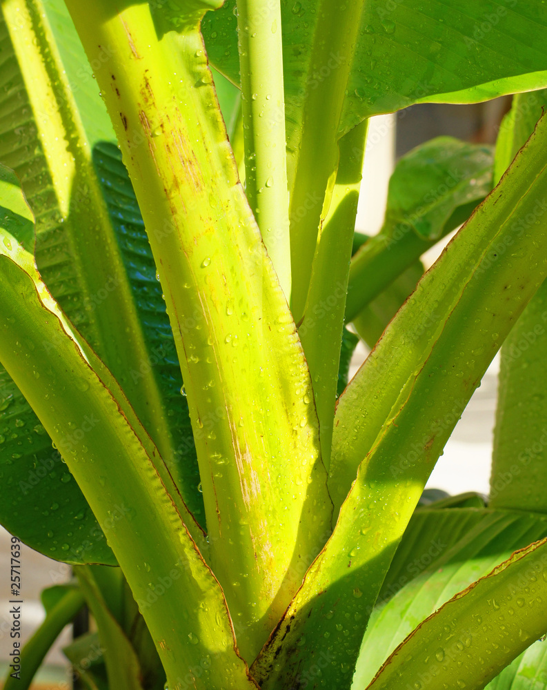 Fototapeta premium codeur de bananier