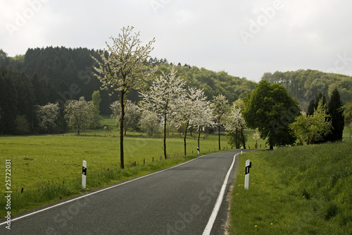 Straße mit Kirschbäumen, NEW - Street in spring, Germany photo