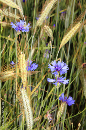 Centaurea cyanus