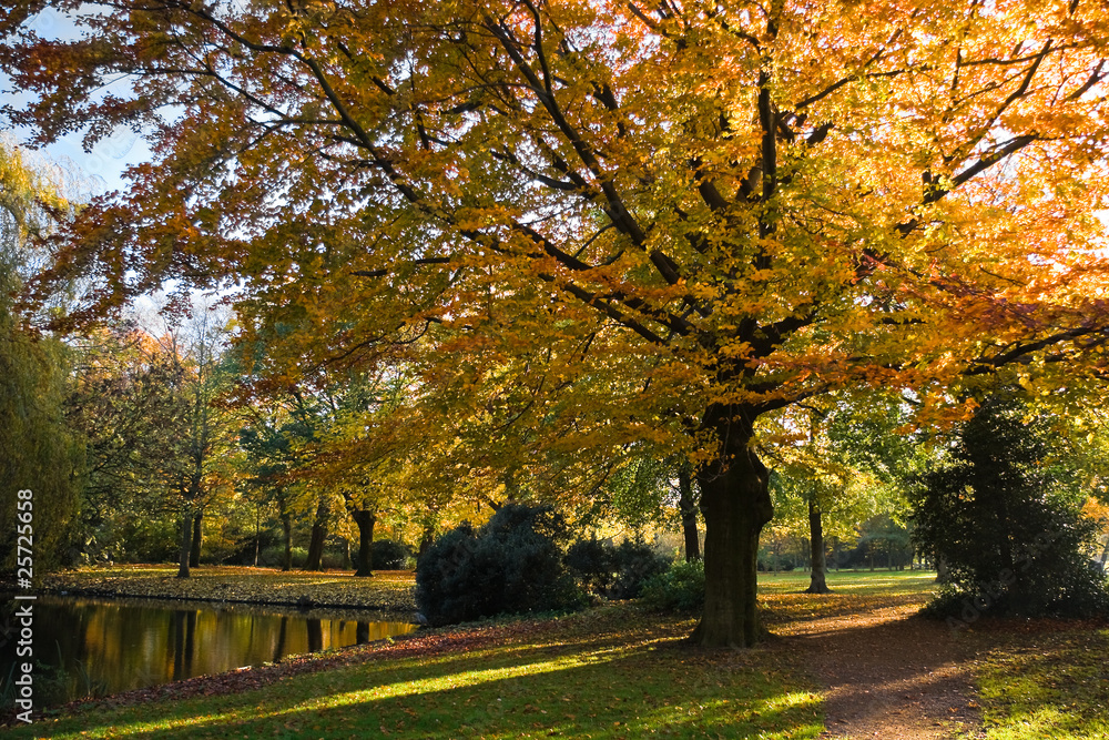 Park in autumn with golden beech tree