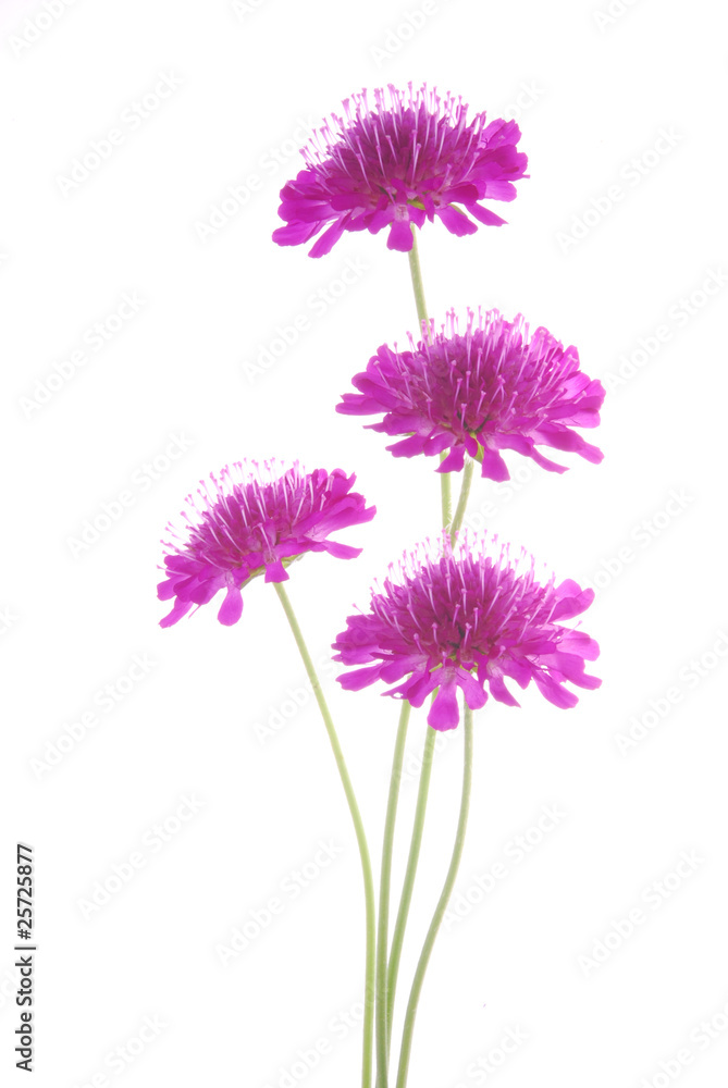 Obraz premium flowers against white background