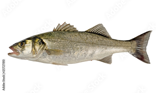 Freshly Caught Sea Bass (Dicentrarchus labrax) Isolated on White photo