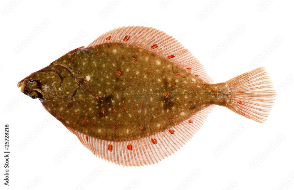 Obraz premium Freshly Caught Plaice (Pleuronectes platessa) Isolated on White