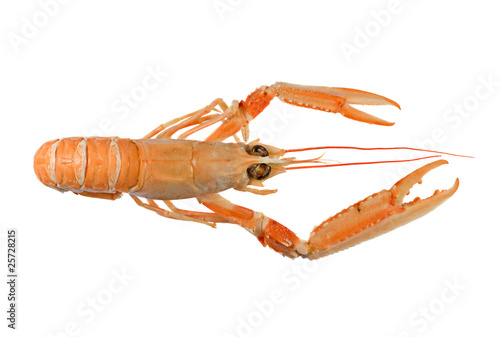 Langoustine also known as Dublin Bay Prawn
