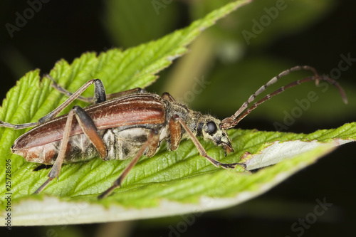 Variable longhorn beetle (Stenocorus meridianus) photo