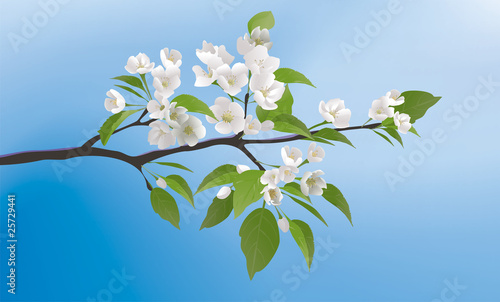 Flowering branch of apple on a blue background