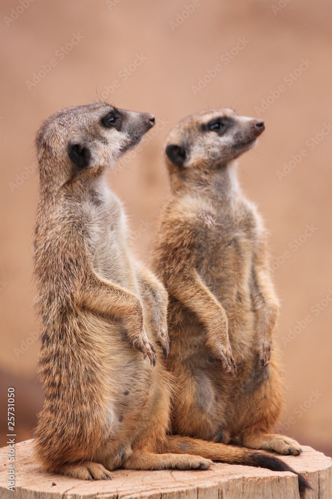 Fototapeta premium Erdmännchen