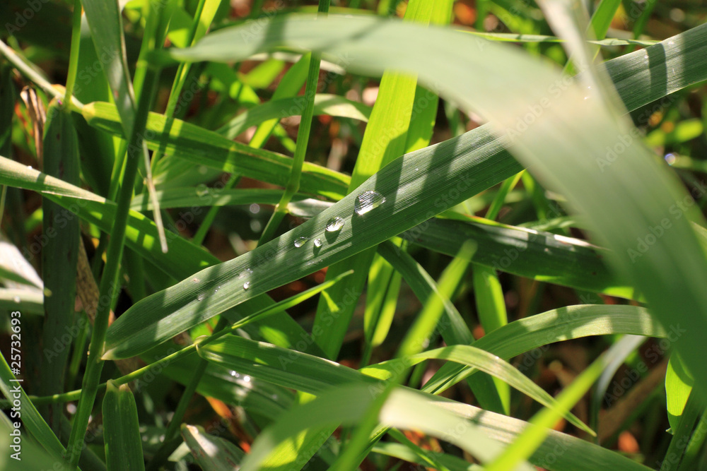 Obraz premium Raindrops on the green Grass