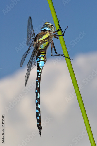Obraz na płótnie Migrant Hawker Dragonfly side view w salonie