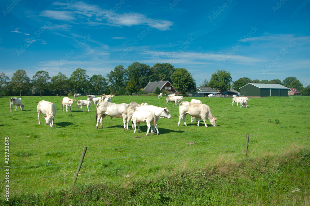 cows cows