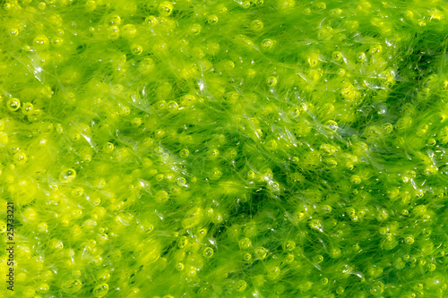 ulva alga background photo