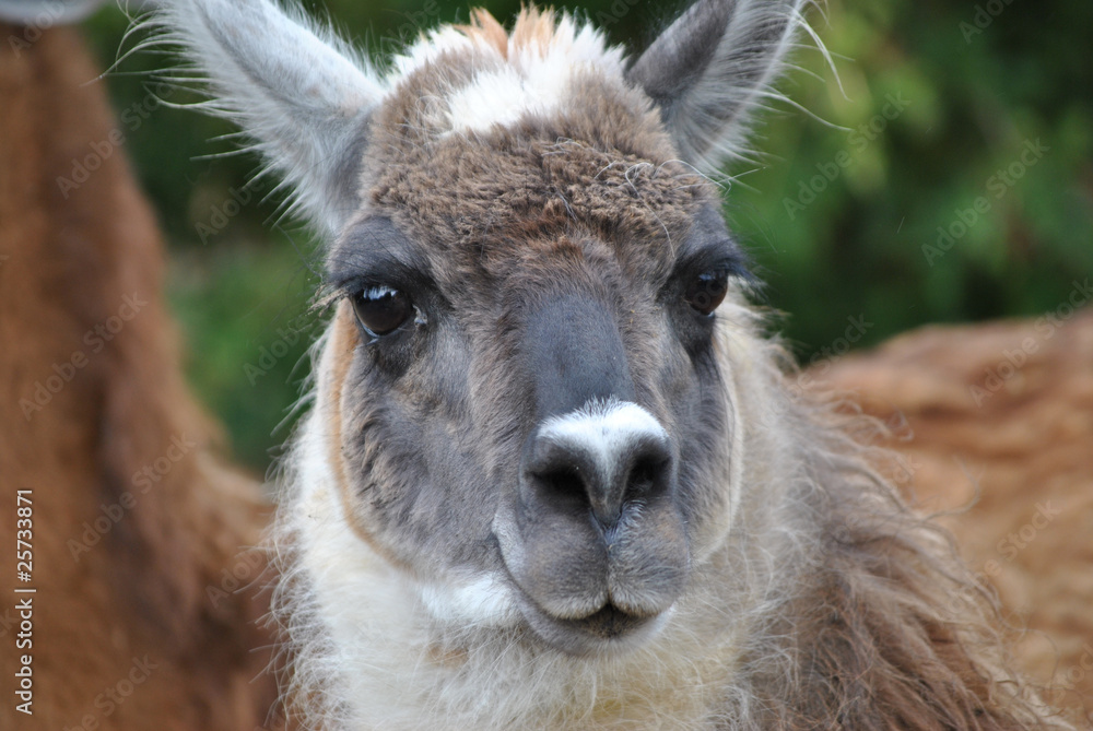 Llama Close Up