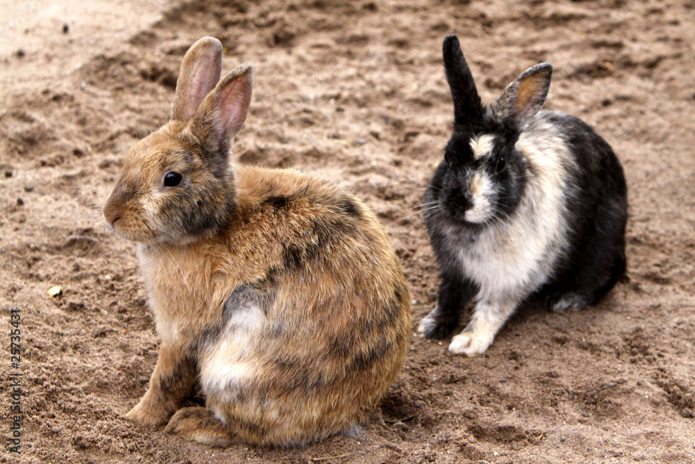 Fototapeta premium Kaninchen