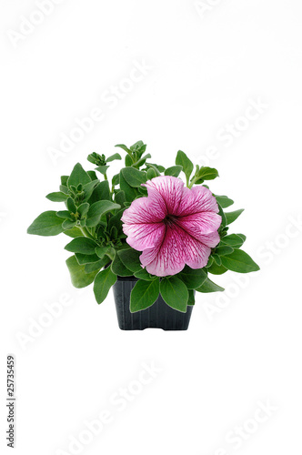 pétunia en godet