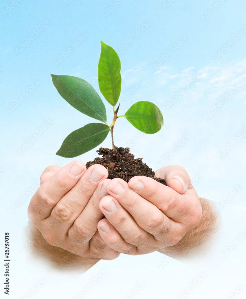 tree seedling in hands as a symbol of nature protection tree seedling in hands as a symbol of nature protection
