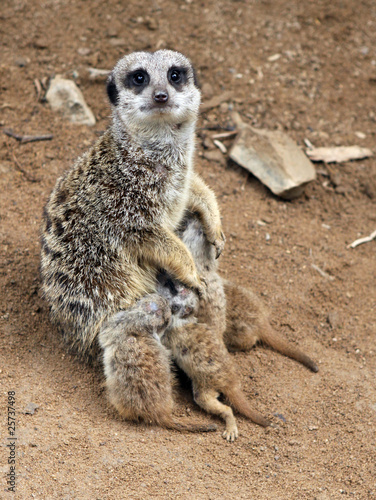 Foto Erdmännchen (Suricata suricatta)
