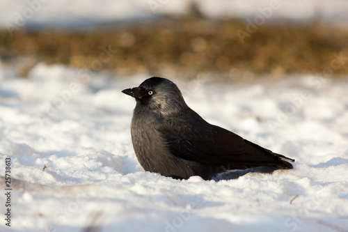 Jackdaw, Daw (Corvus monedula)