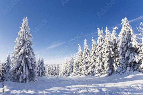 schöner Wintertag © Jenny Sturm
