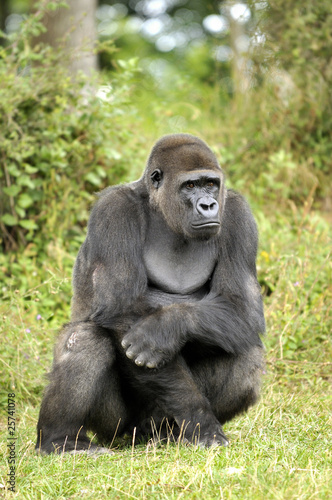 Gorille de 11 ans