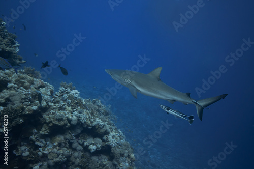 Grey reef sharks at a shark feed. Osprey reef, Australia © Sebastien Burel