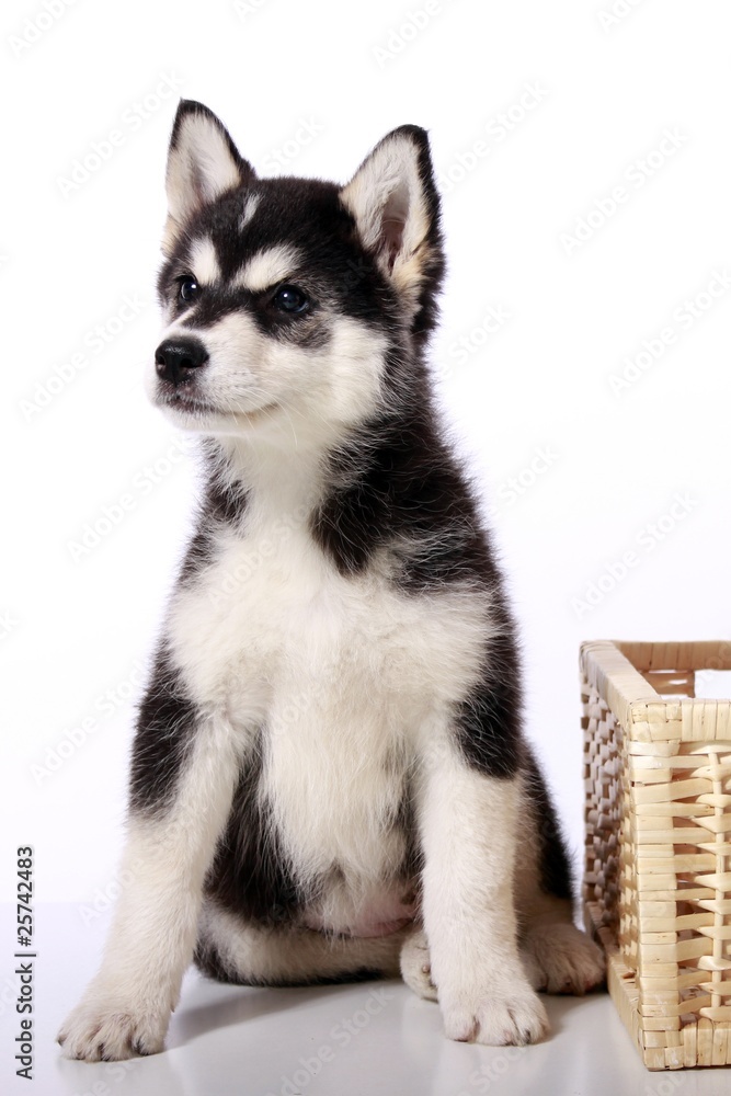 Fototapeta premium Siberian Husky Welpe sitzt am Korb