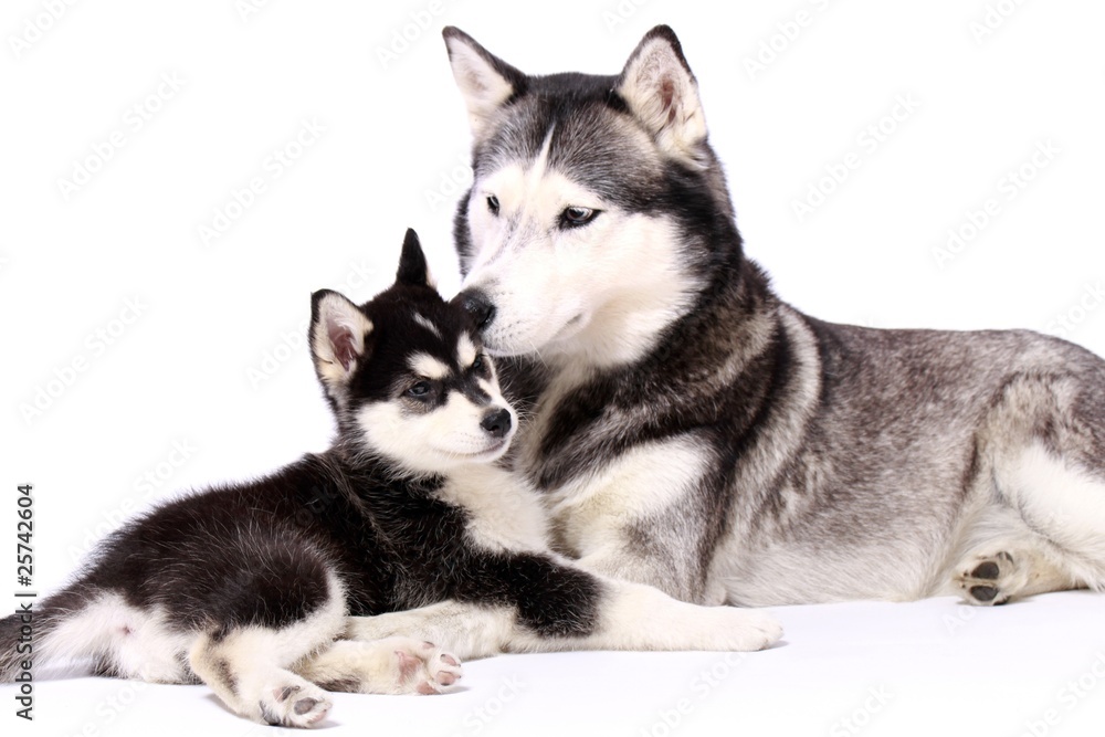Schlittenhunde Mutter und Welpe Schlittenhunde Mutter und Welpe