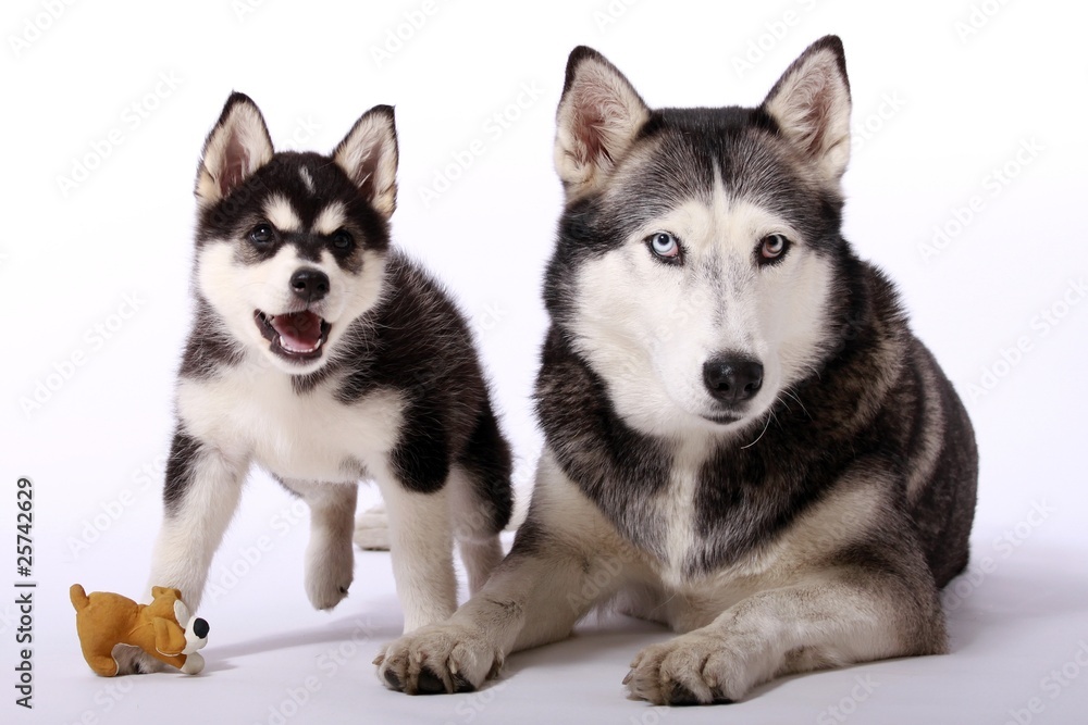 Schlittenhunde Mutter und Welpe Schlittenhunde Mutter und Welpe
