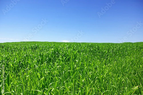 Green field at Portugal.