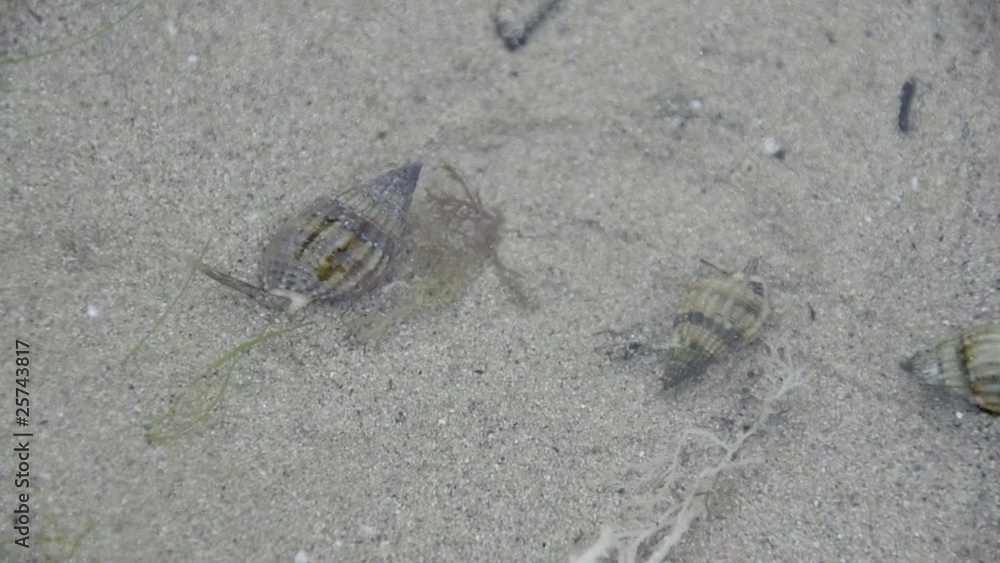 Seashell moving Seashell moving