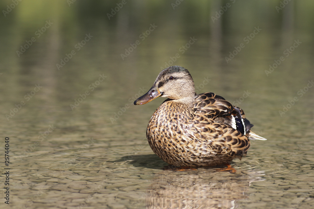 Fototapeta premium Sitzende Ente