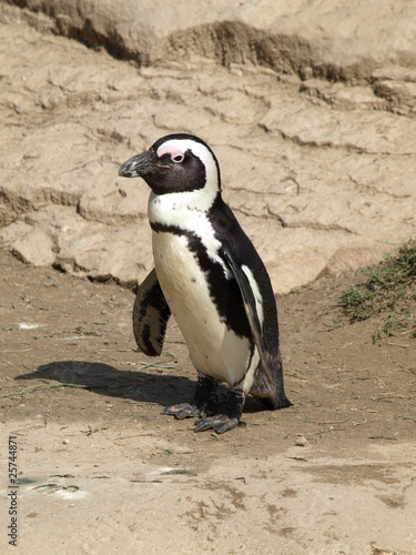 Pinguin im Berliner Zoo