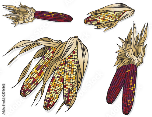 Indian Corn