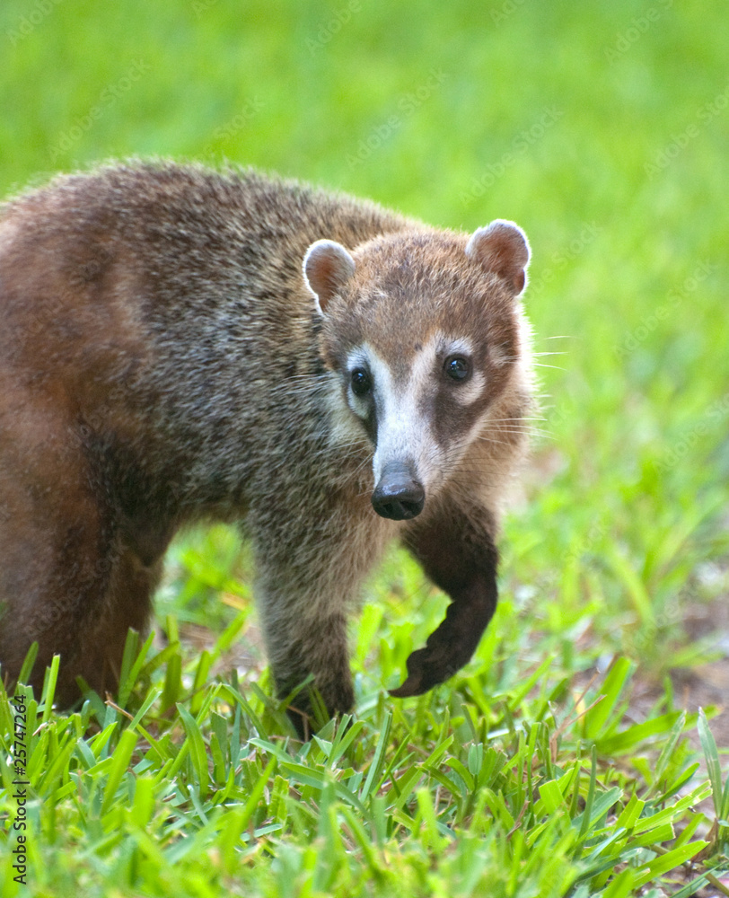 Obraz premium mexican raccoon looking for food on grass