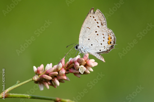 lycaenidae © zhang yongxin