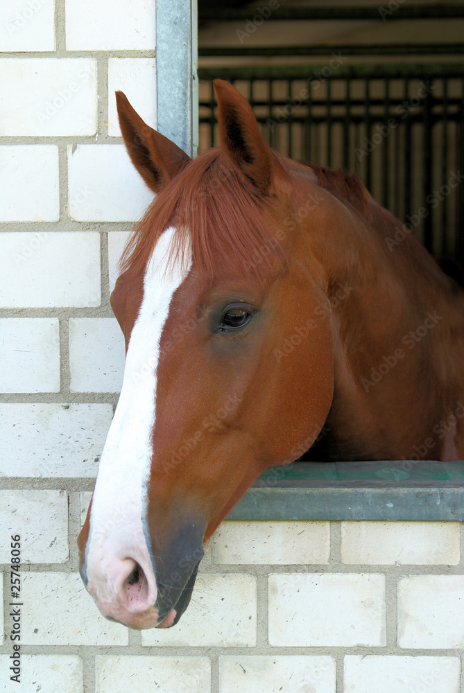 Fototapeta premium braues Pferd