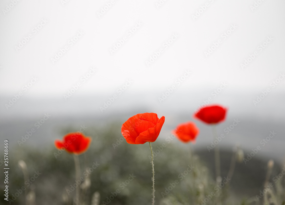 Fototapeta premium Czerwone maki