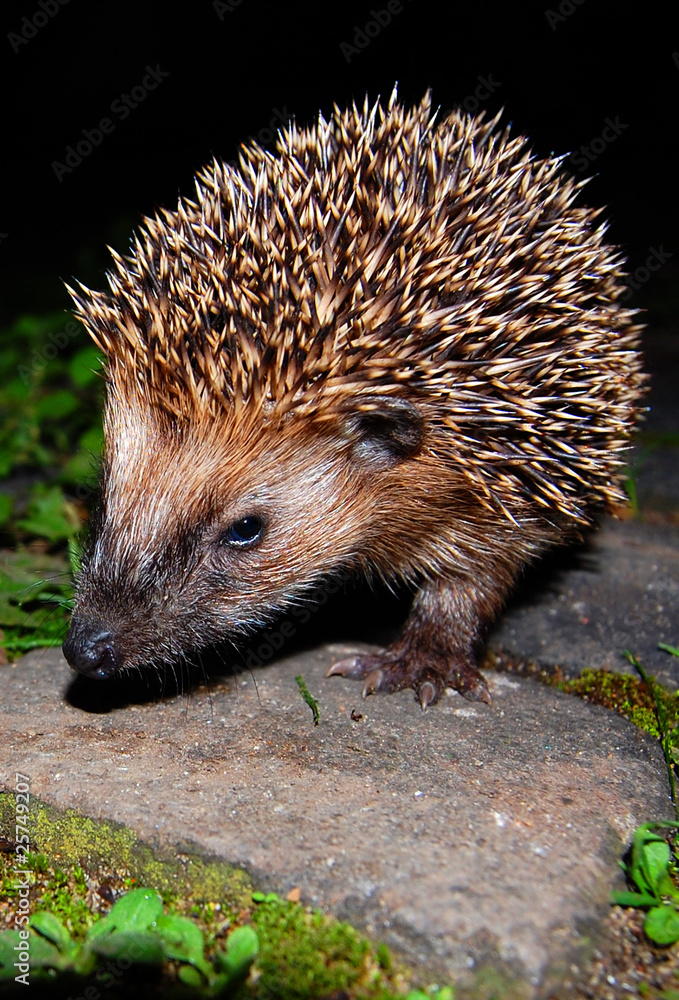 Igel hedgehog urchin Igel hedgehog urchin